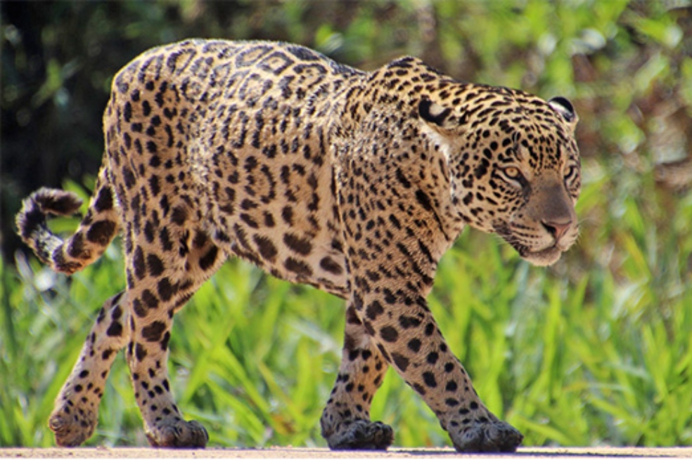 El jaguar es una de los miles de especies que están siendo afectadas por la fragmentación de su hábitat y la pérdida de conexión entre los bosques andinos y amazónicos.
