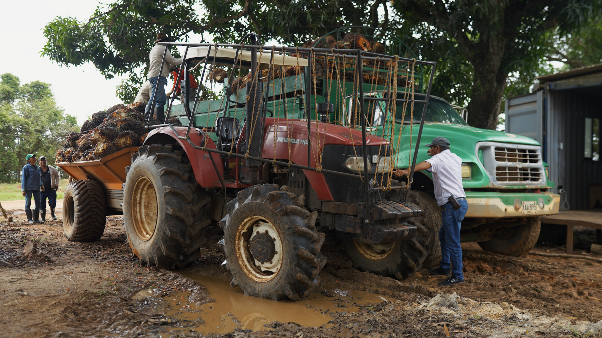 En Puerto Gaitán, Meta los productos del agro más cultivados son la palma de aceite, los cereales y el caucho.