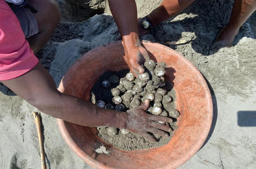 Comunidades del Pacífico se unen para proteger a las tortugas marinas