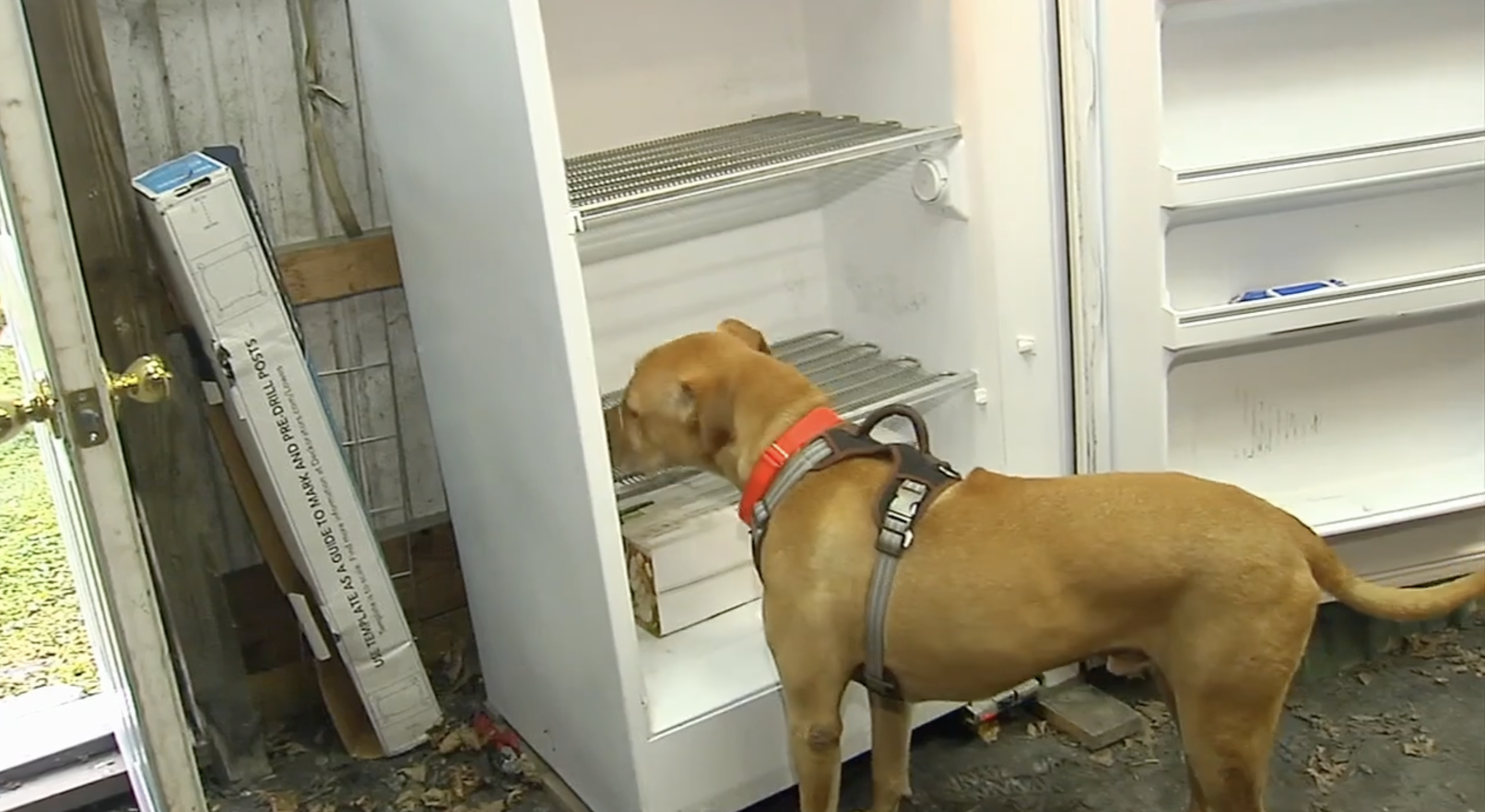 “Milagro de navidad” ocurre luego de que robaran a un refugio de animales