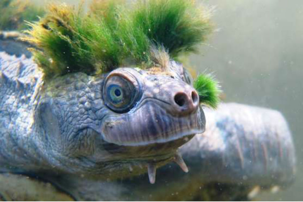 La tortuga Mary River es una de las especies de reptiles "únicos" más amenazadas de la tierra. Su pelo verde son pequeñas algas, cn quienes el animal entabló una simbiosis hace millones de años. / Chris Van Wyk/ZSL/PA