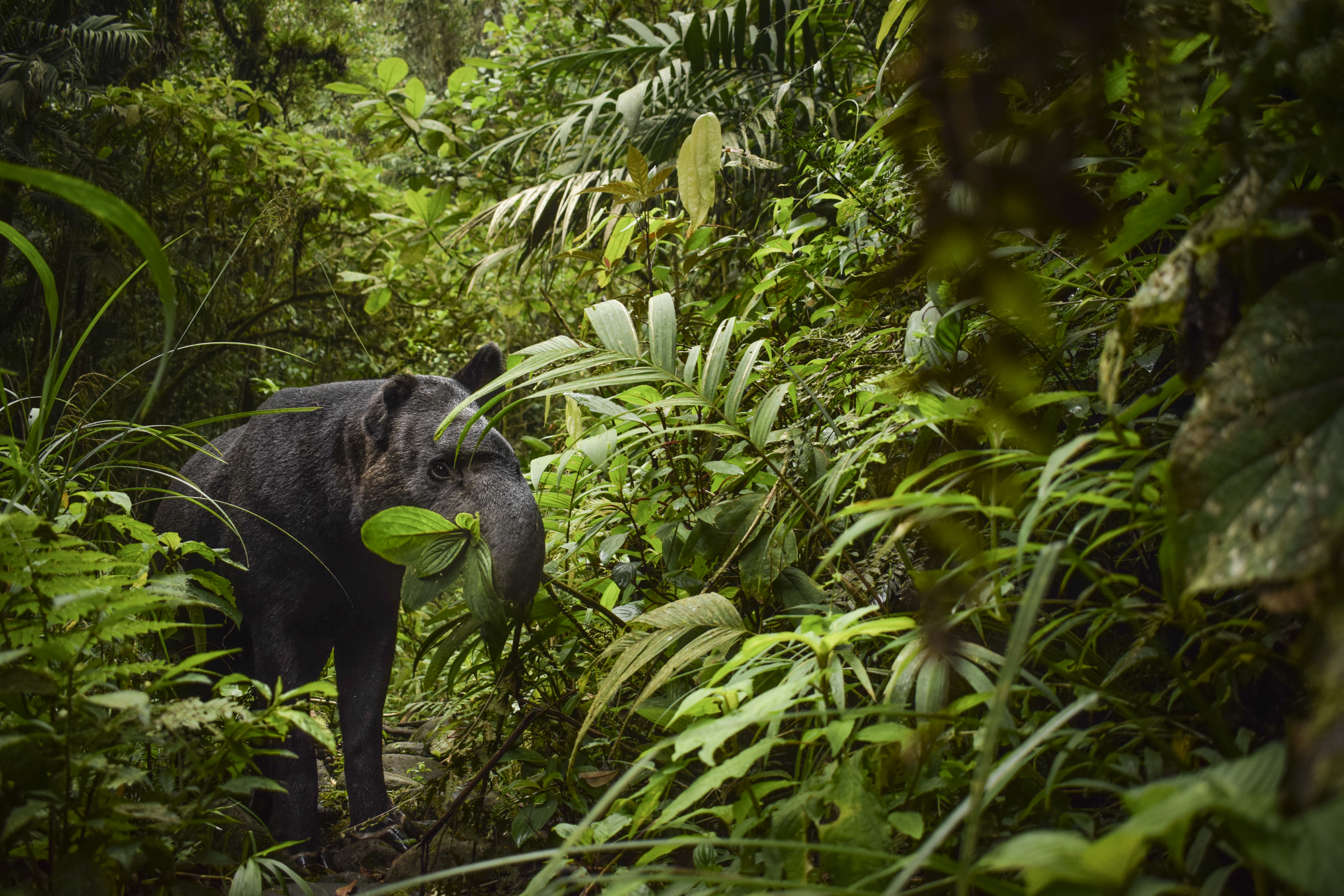 Hay un lugar de Colombia donde sí se está recuperando la danta de montaña
