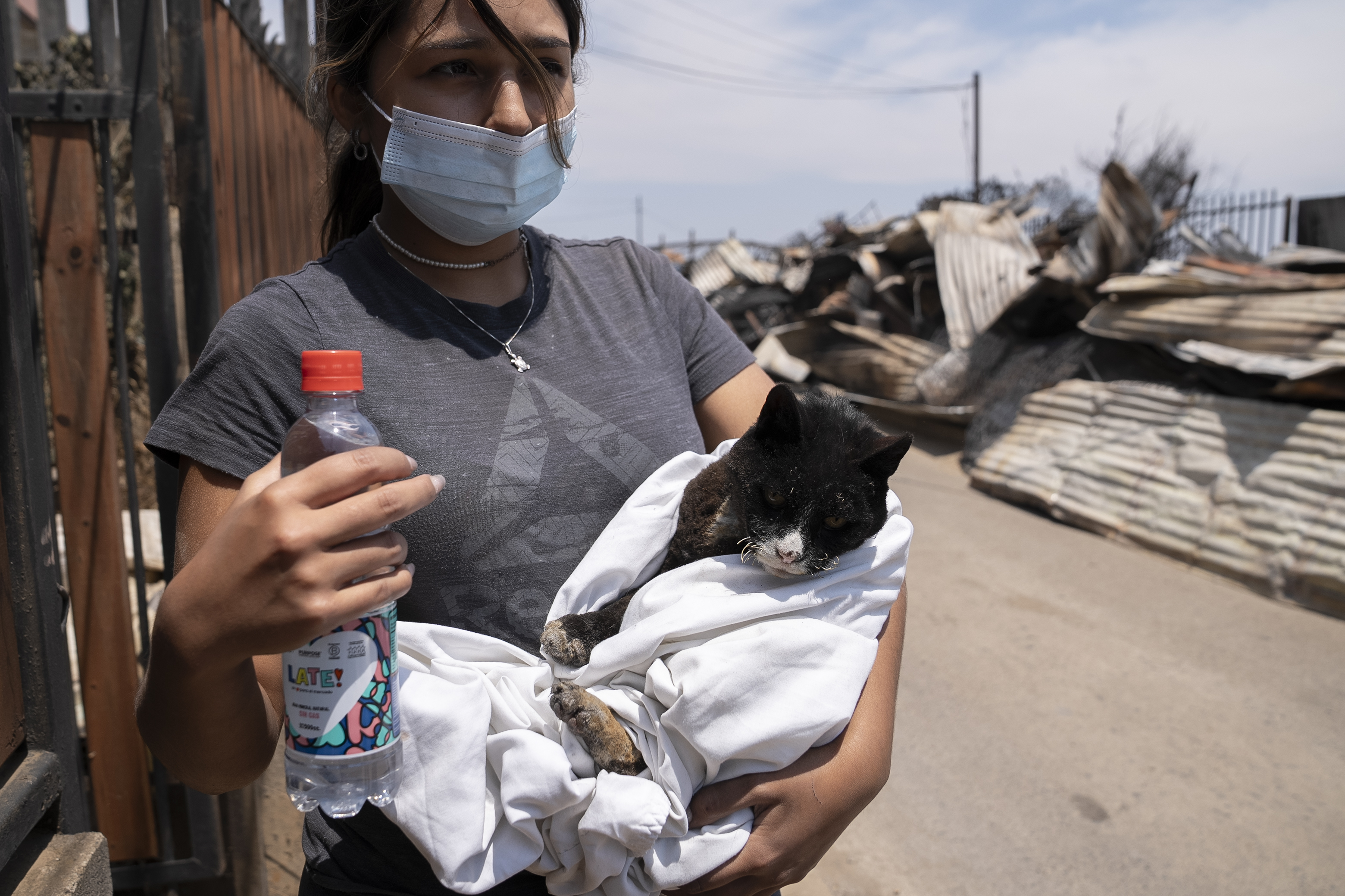 AME5705. VIÑA DEL MAR (CHILE), 04/02/2024.- Una joven sostiene a un gato herido por los incendios, hoy en el sector de Achupallas, afectado por incendios forestales de Viña del Mar, Región de Valparaiso (Chile). El número de fallecidos en los devastadores incendios que azotan la región de Valparaíso, a 100 kilómetros al oeste de Santiago, aumentó a 99, de los cuales solo 32 han podido ser identificados, informó este domingo el Servicio Médico Legal (SML) de Chile. EFE/ Adriana Thomasa