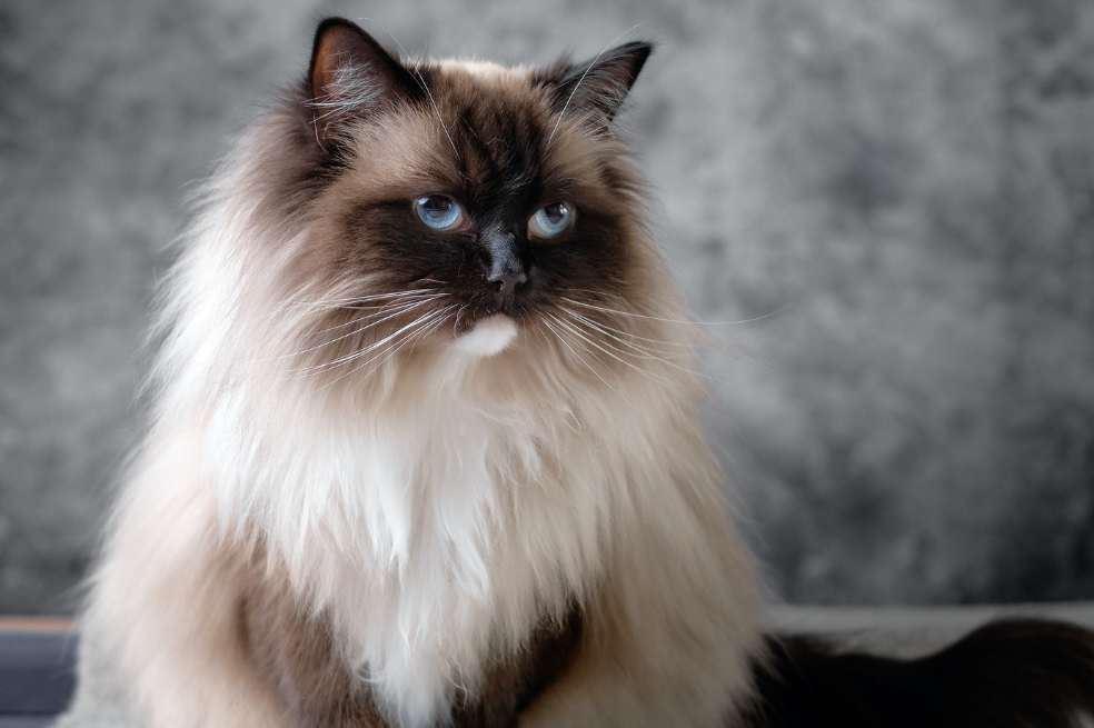 Gato ragdoll características y cuidados que debes tener con esta raza