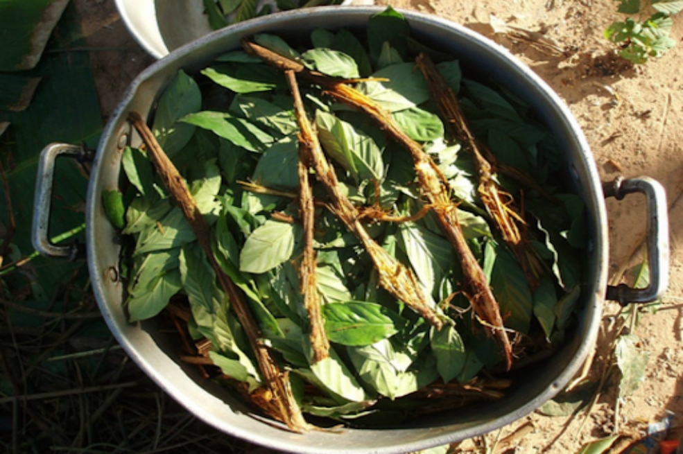 Aromáticas: sembrando una esperanza