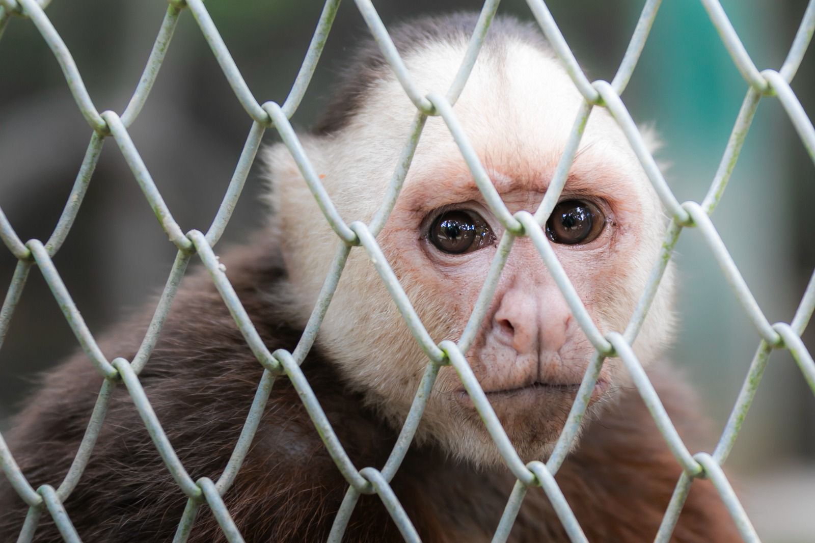 Atención y protección de fauna silvestre durante 2024.