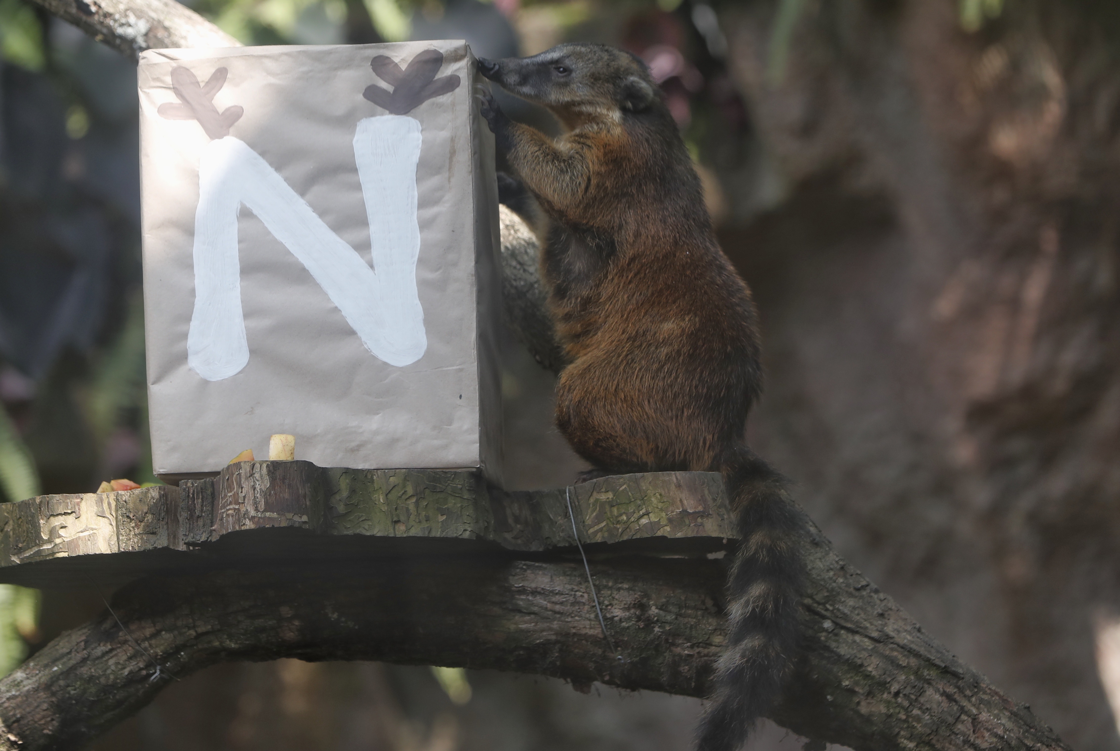 Promotores de bienestar animal le dieron una dulce navidad a varios animales del zoológico con cajas adornadas como regalos donde les ofrecieron los alimentos que más disfrutan.