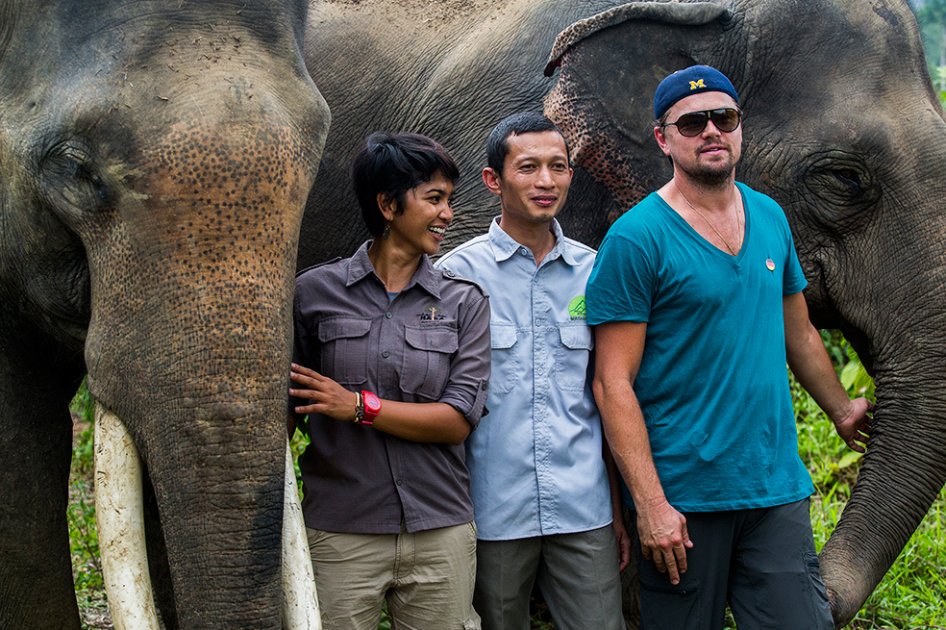 Leonardo DiCaprio quiere realizar santuario para orangutanes y tigres en peligro de extinción