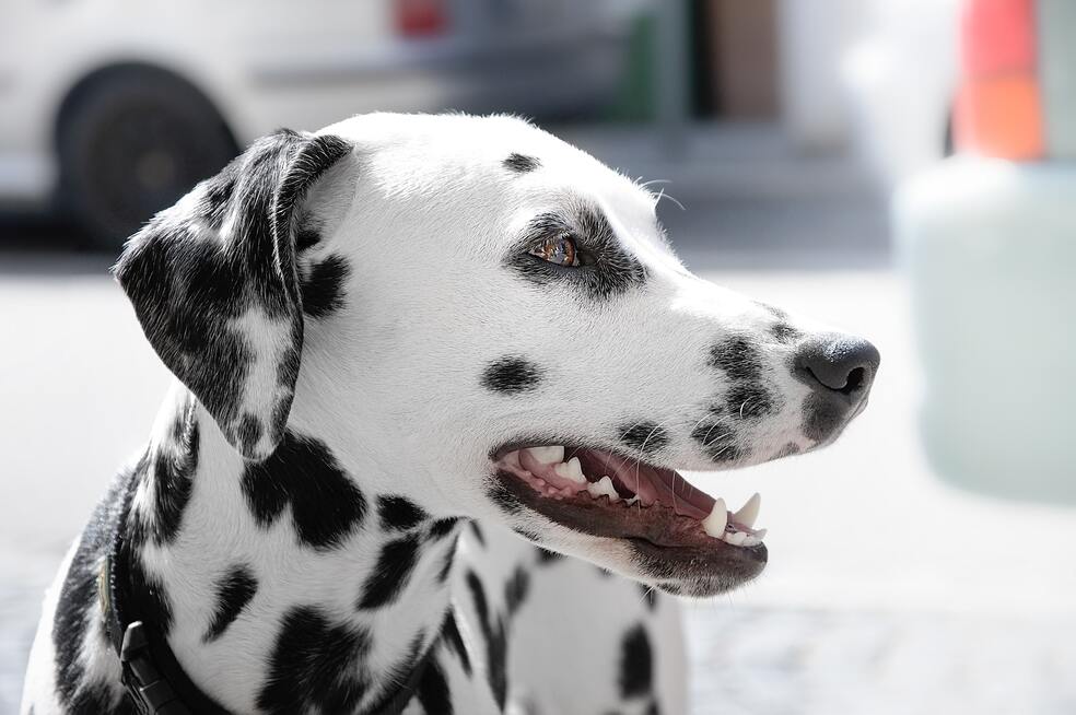 ¿Qué raza de perro es la más noble