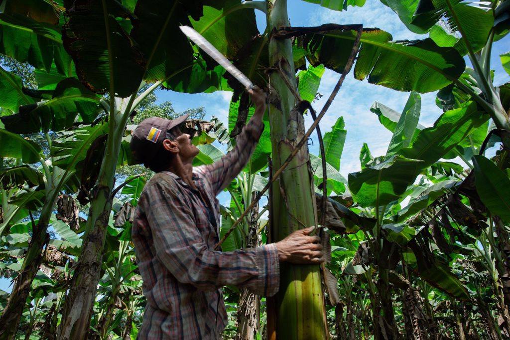 Minagricultura busca el cierre de la frontera agrícola y repoblar el campo