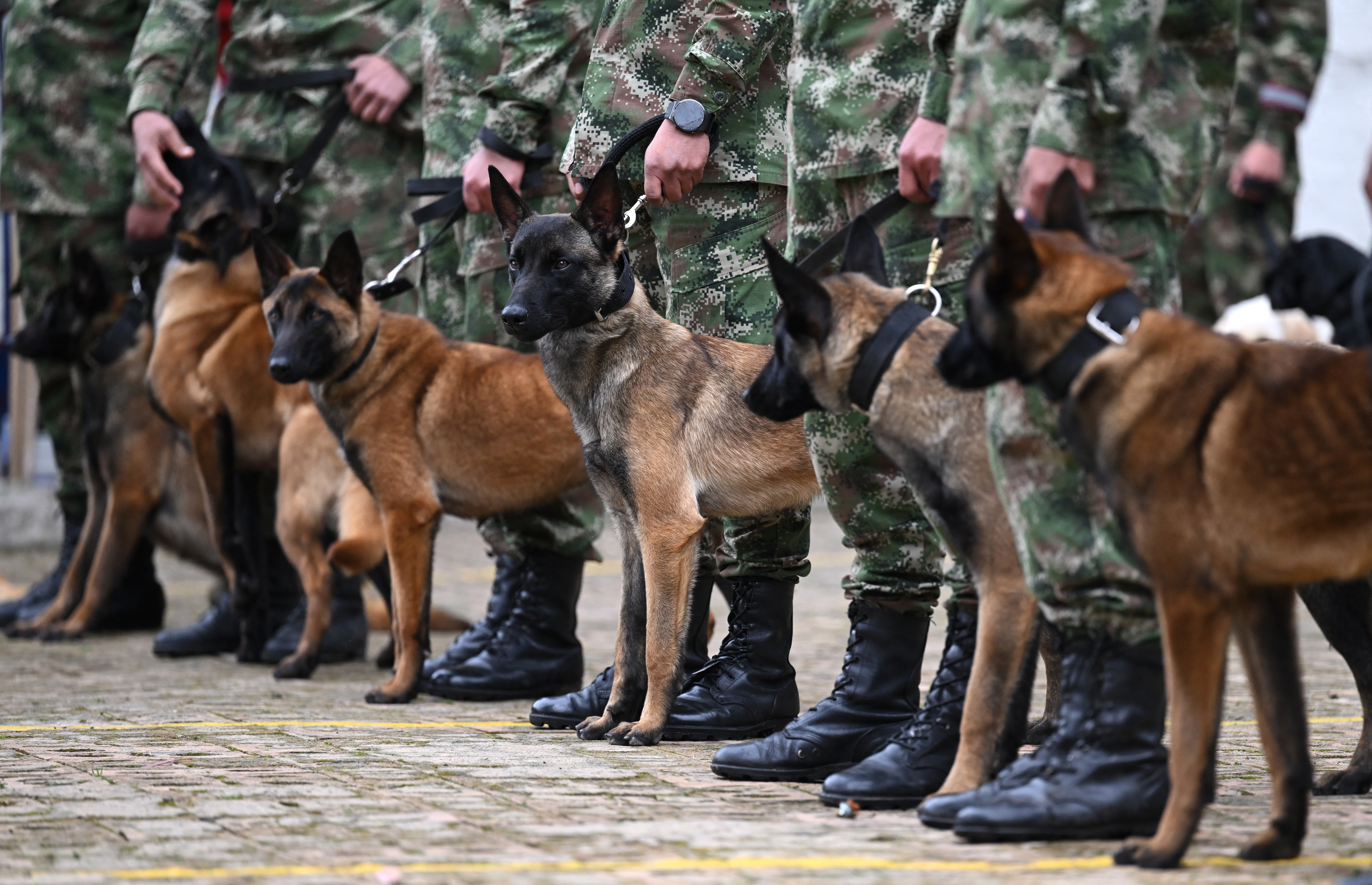 centro de adiestramiento canino del Ejército de Colombia