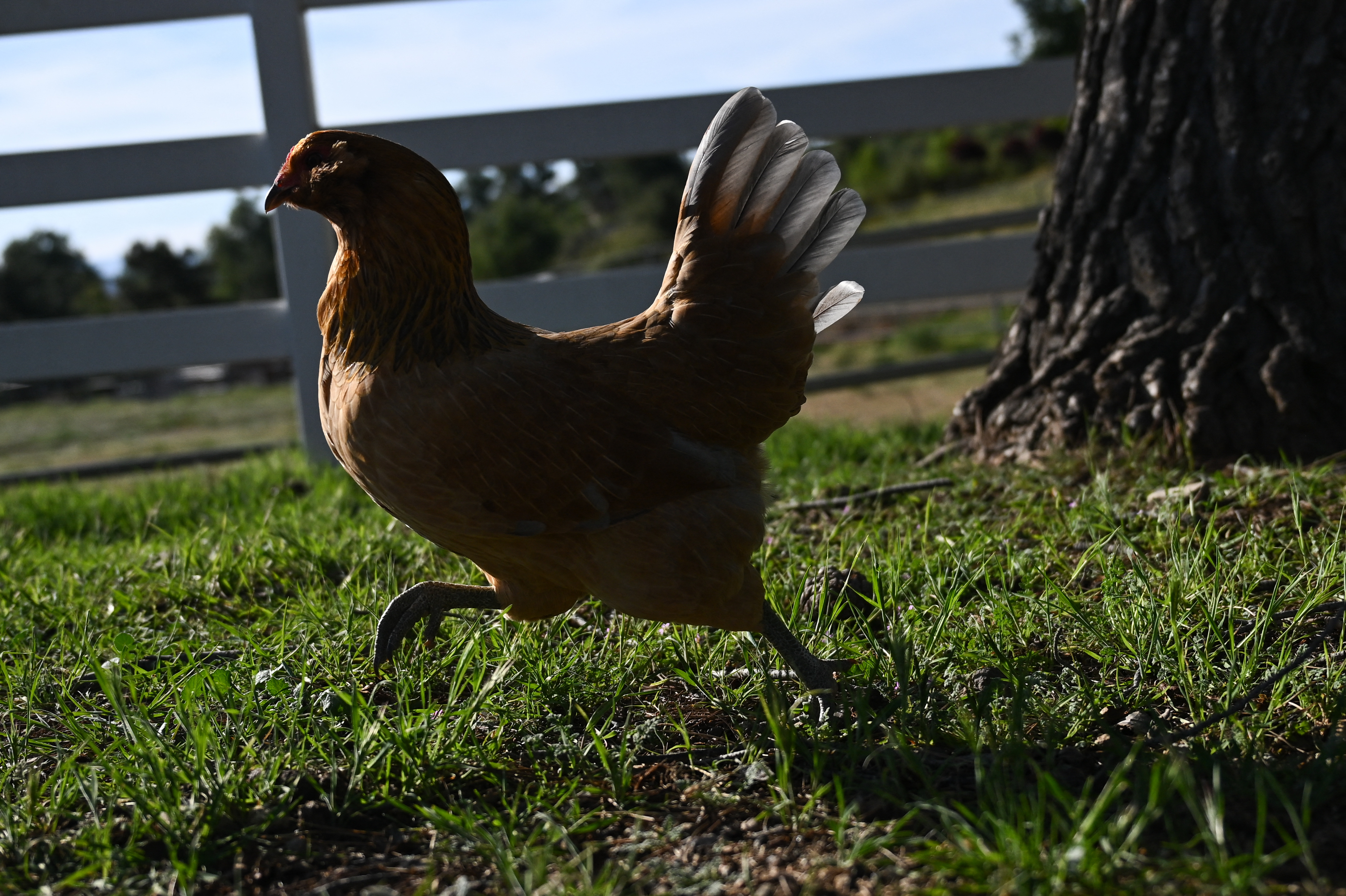Alquilar gallinas: la nueva moda en EE. UU. para enfrentar el precio de los huevos