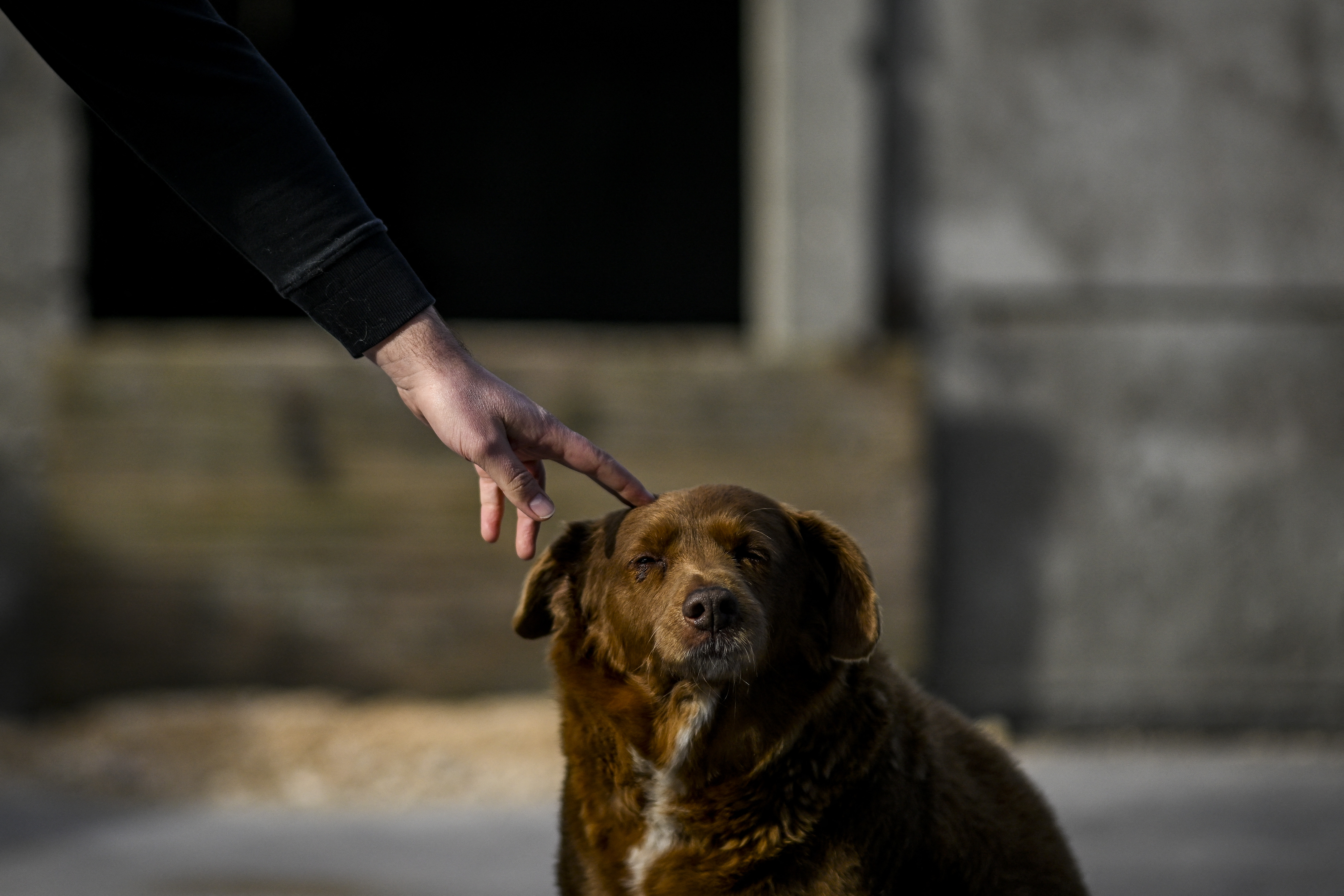 Bobi, el perro más viejo del mundo según los Guiness World Records