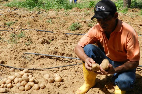 Experimento busca probar si la papa se puede cultivar en Marte
