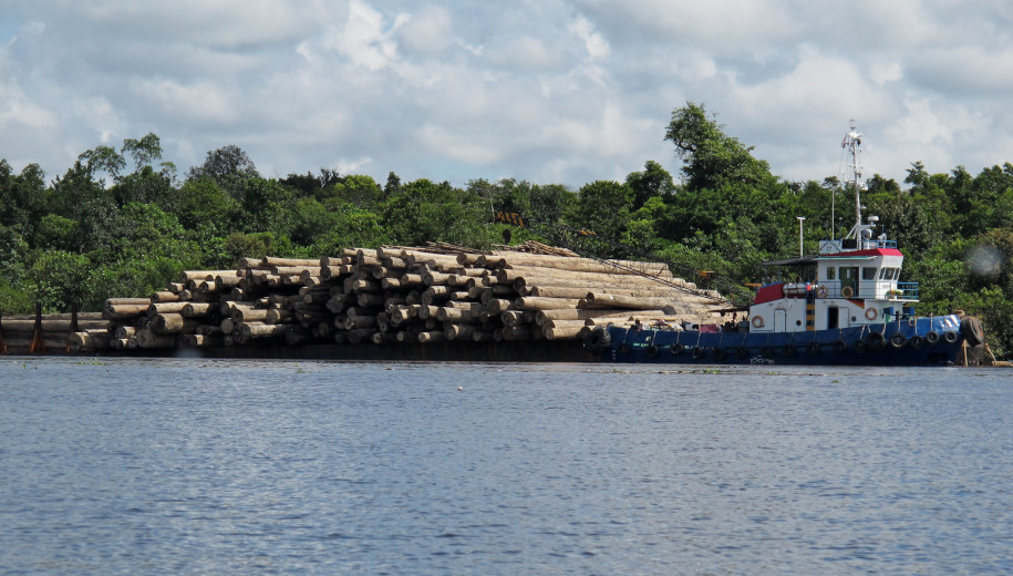 Modificar los bosques traerá nuevas enfermedades: estudio