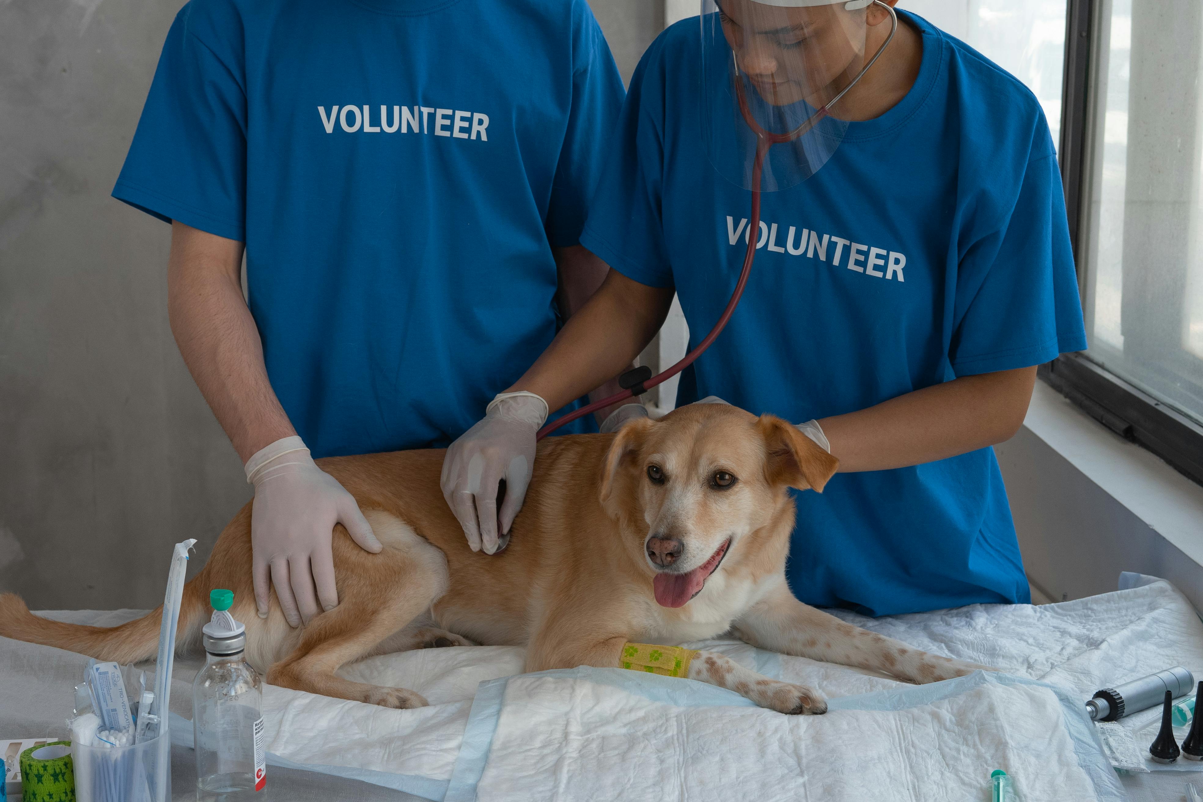 Clínica veterinaria crea “visitas felices” para aliviar miedo de perros ansiosos