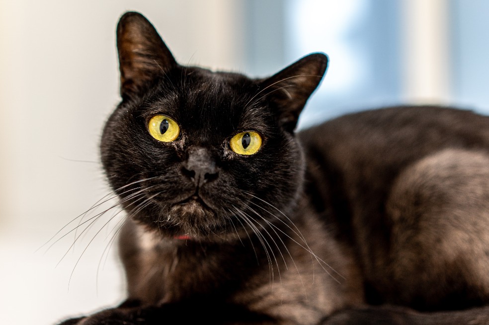 ¿Cuál es la raza de gato más irascible o enojona?