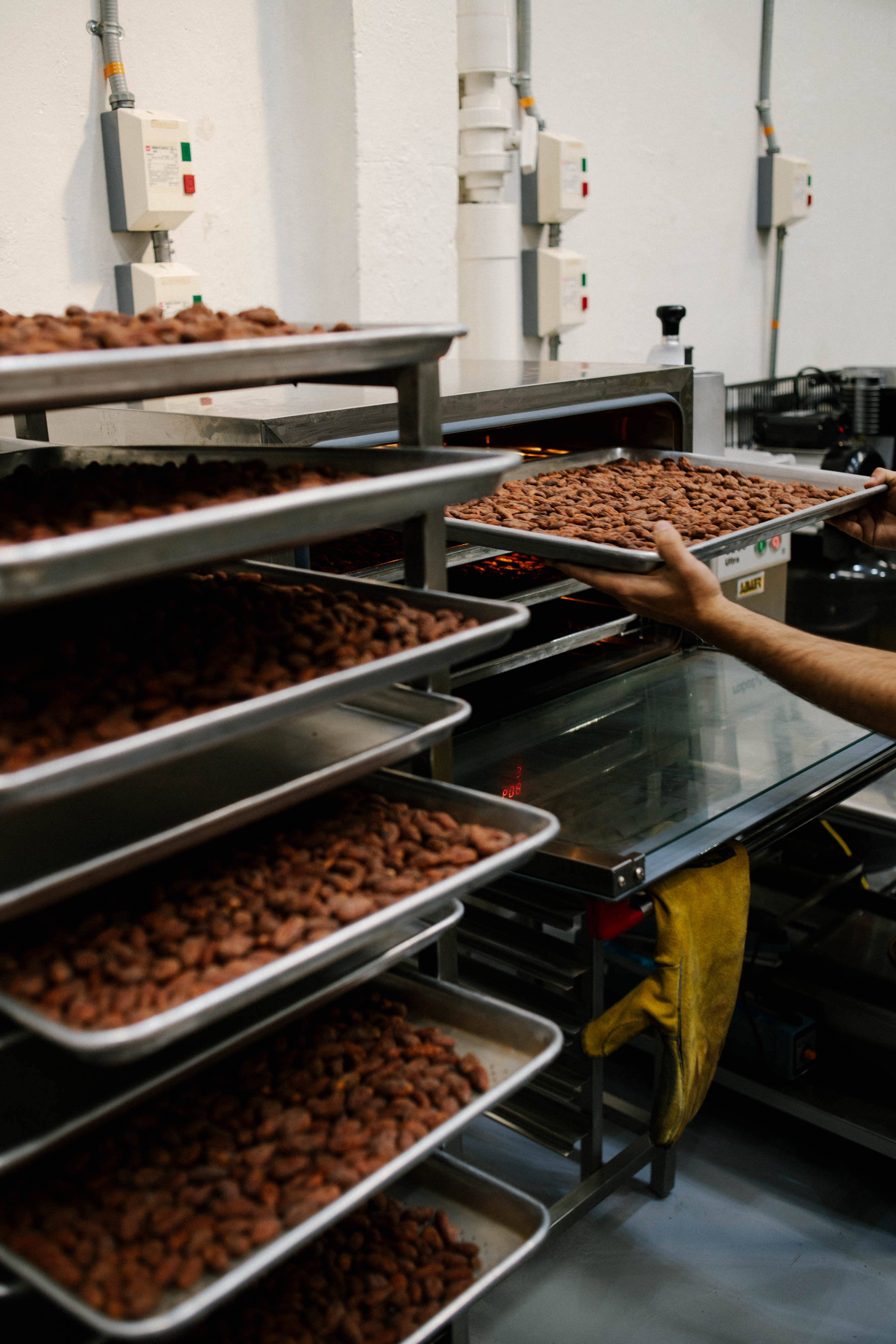 Cacao Disidente