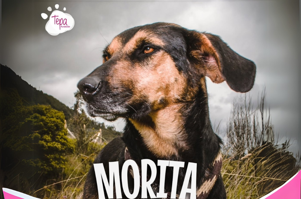 Morita fue abandonada en Navidad y, nueve años después, aún espera una familia