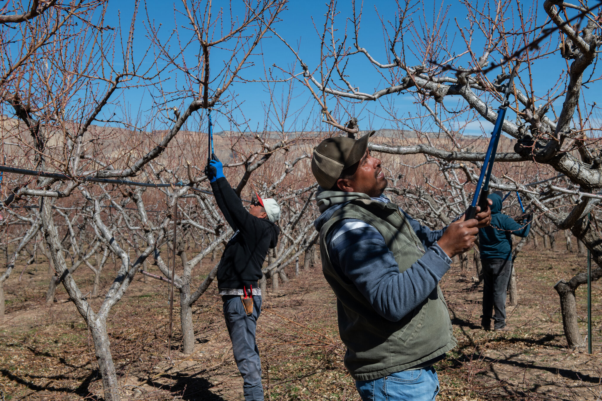 Ante la escasez de mano de obra agrícola, el gobierno de Trump recurre a los migrantes