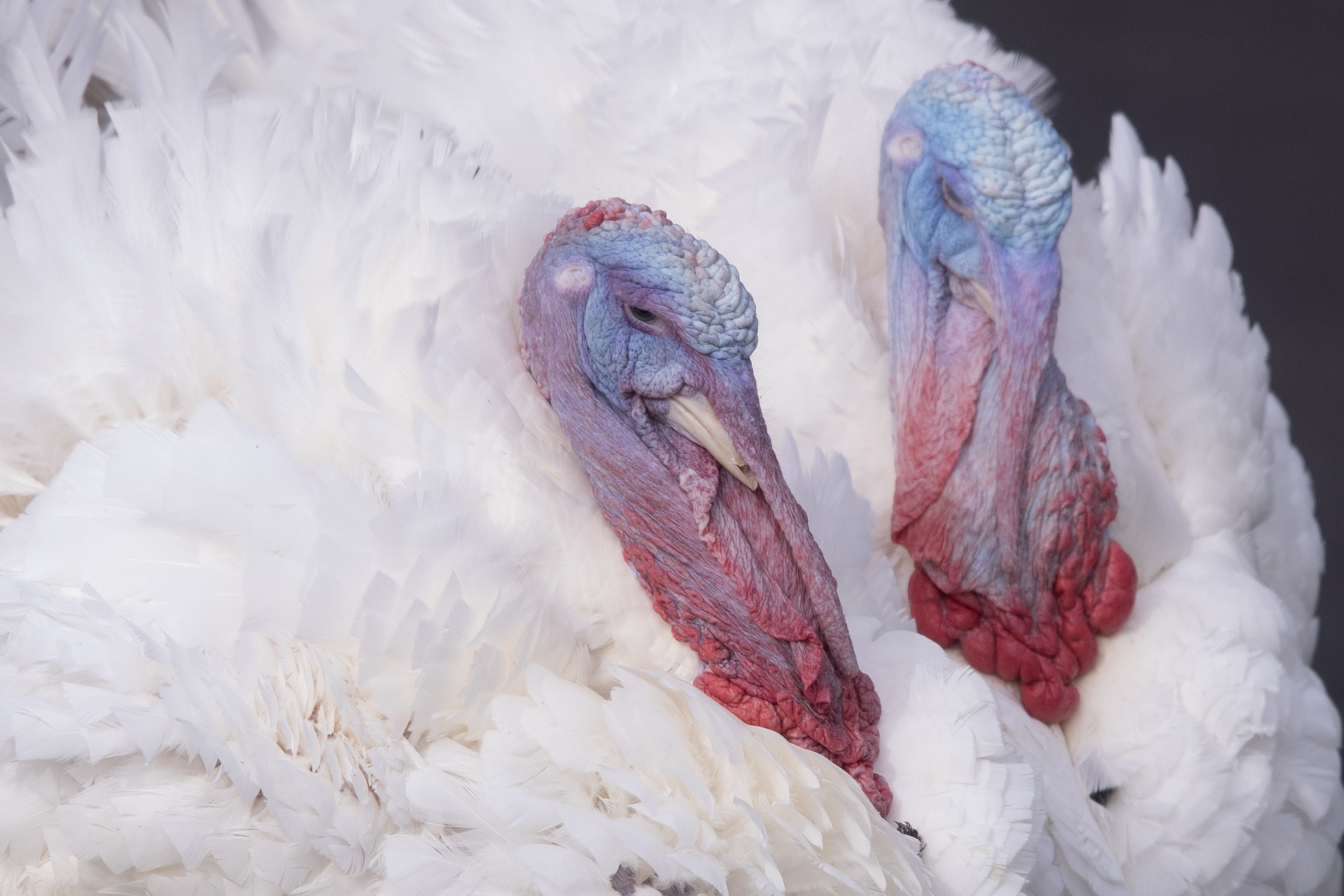 Washington (United States), 20/11/2023.- The two turkeys being pardoned, 'Liberty' and 'Bell', walk around before the 76th anniversary of the National Thanksgiving Turkey presentation ceremony on the South Lawn of the White House in Washington, DC, USA, 20 November 2023. President Biden spent part of his eighty-first birthday on 20 November pardoning the turkeys Liberty and Bell. The pardoning ceremony is an annual tradition held ahead of the Thanksgiving holiday. (Turquía) EFE/EPA/MICHAEL REYNOLDS