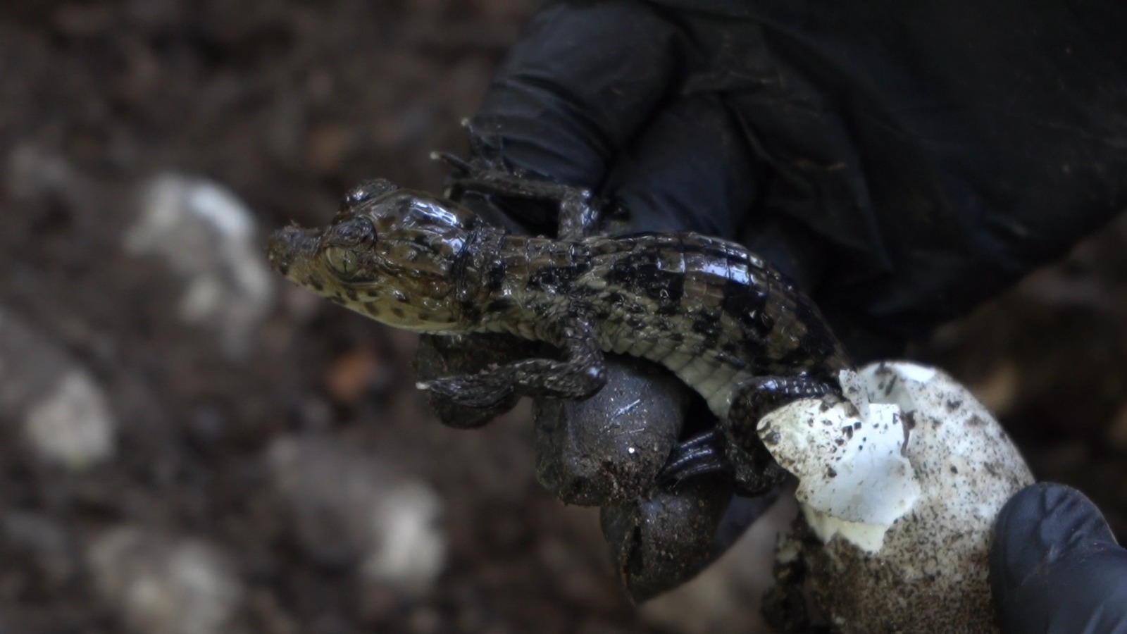 Nacen las primeras 90 babillas de los 1.074 huevos rescatados en El Piñón, Magdalena