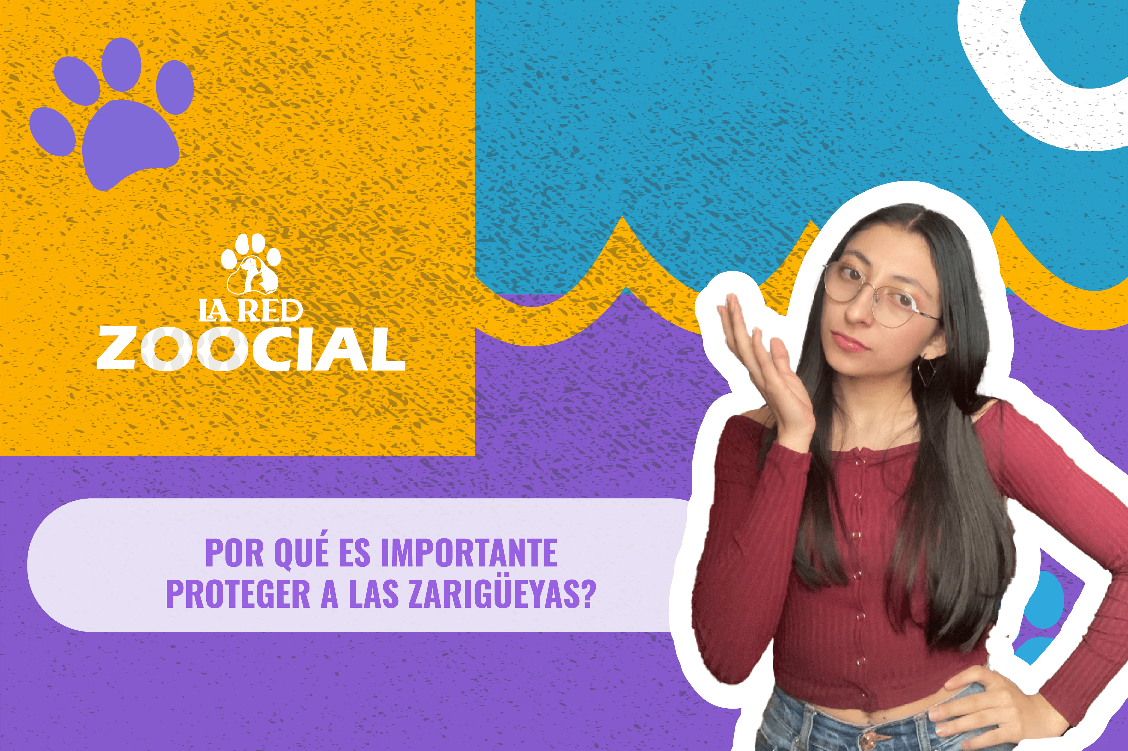 ¿Por qué es importante proteger a las zarigüeyas?