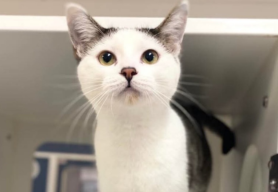 Publicación llena de humor ayudó a gatita traviesa a encontrar un hogar