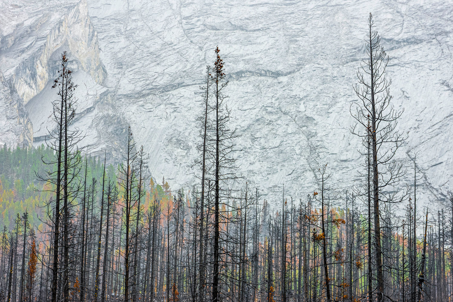 Miquel Angel Artús Illana fue el galardonado en la categoría ‘Paisajes, paisajes acuáticos y flora’. Esta foto, titulada ‘Regeneración’, fue tomada en el Parque Nacional Jasper, Alberta, Canadá.