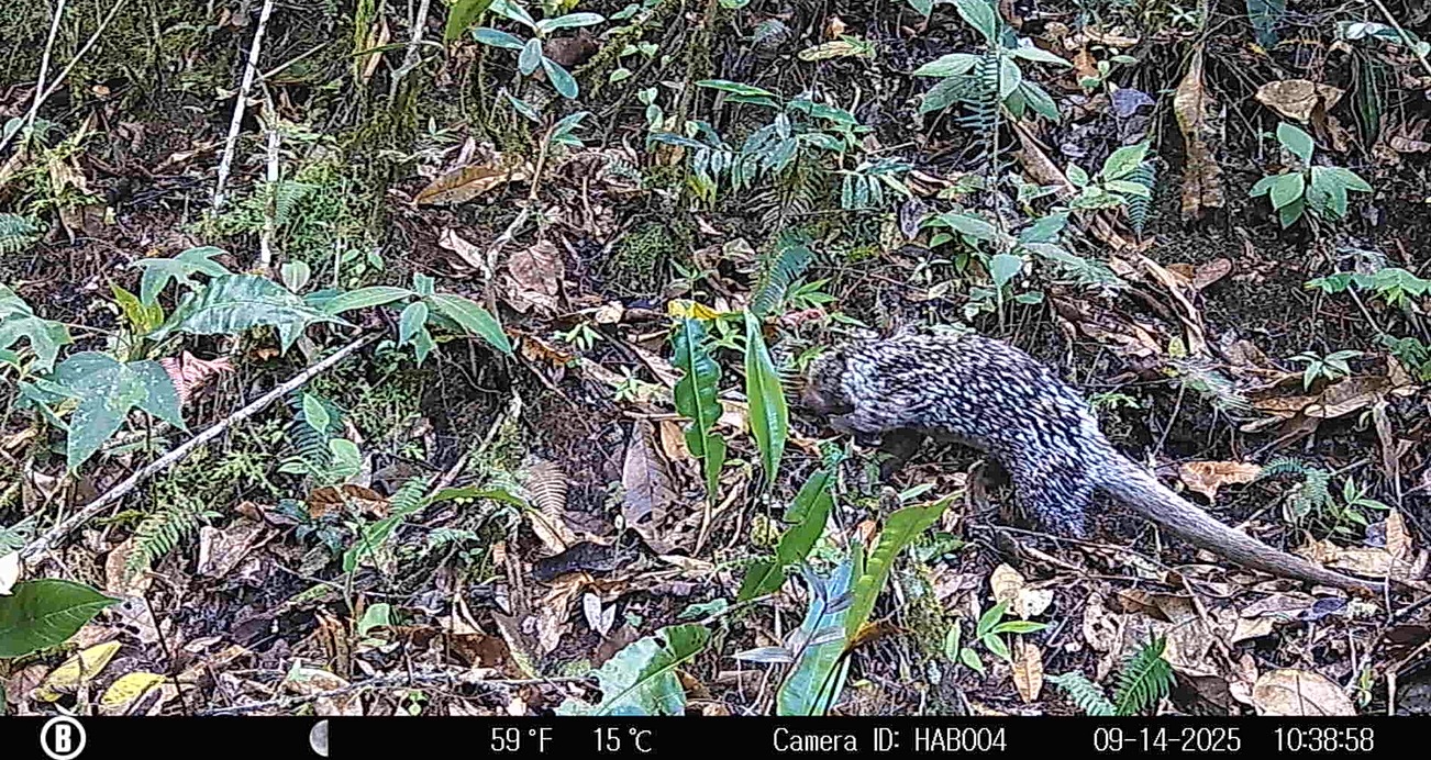 Puercoespín de cola larga (Coendou longicaudatus), una especie neotropical que habita en los bosques de Colombia.