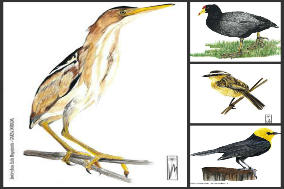 Conozca las aves de los humedales de Bogotá
