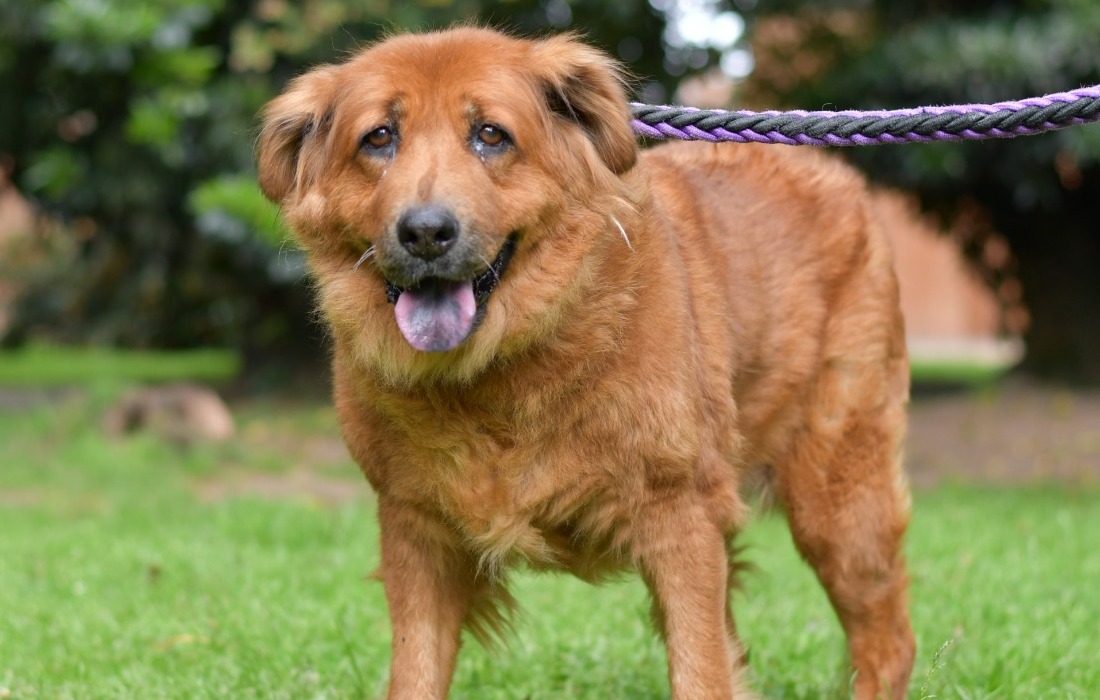 Perritas rescatadas que protegieron a sus crías buscan un hogar en el mes de las madres