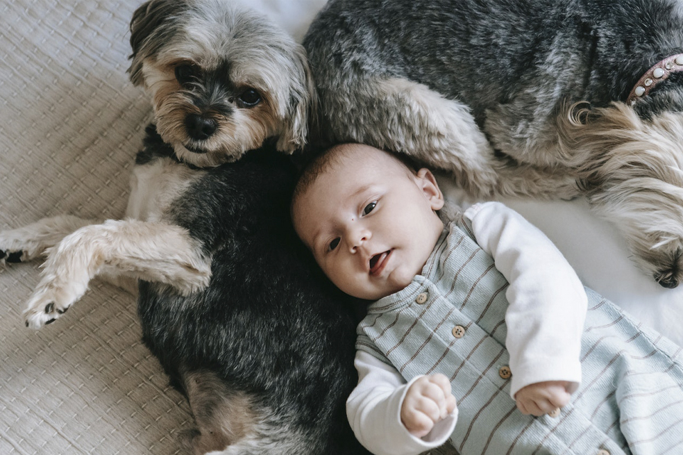 5 beneficios para los niños que tienen perro