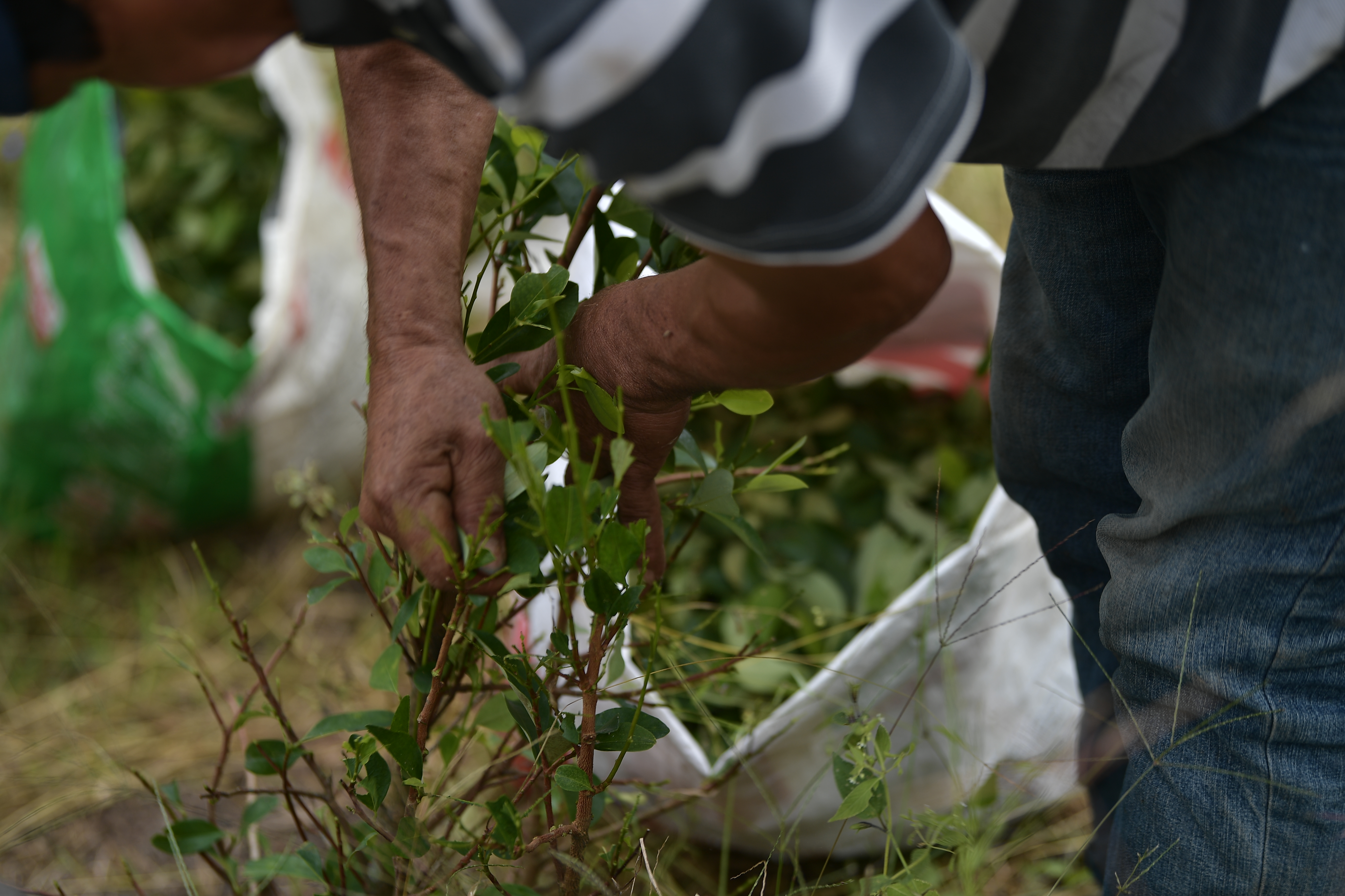 ¿Por qué aumentaron los cultivos de coca en 2021?: Esto dice la ONU