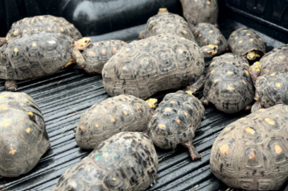 Autoridades ambientales rescataron a decenas de tortugas en el Huila