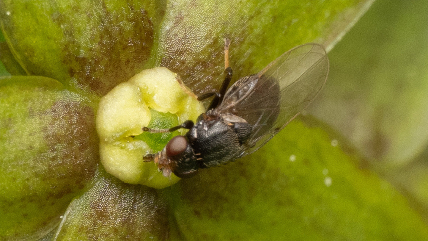 Esta planta imita el olor que emanan las hormigas heridas, ¿por qué?