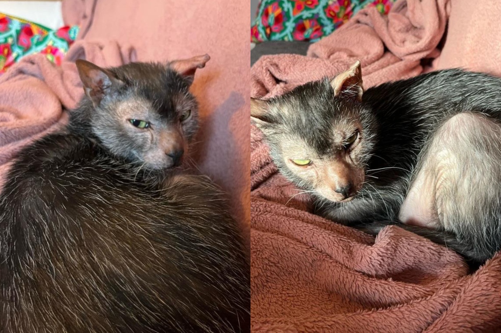 La historia de Fern, una gata extremadamente rara que busca una nueva familia