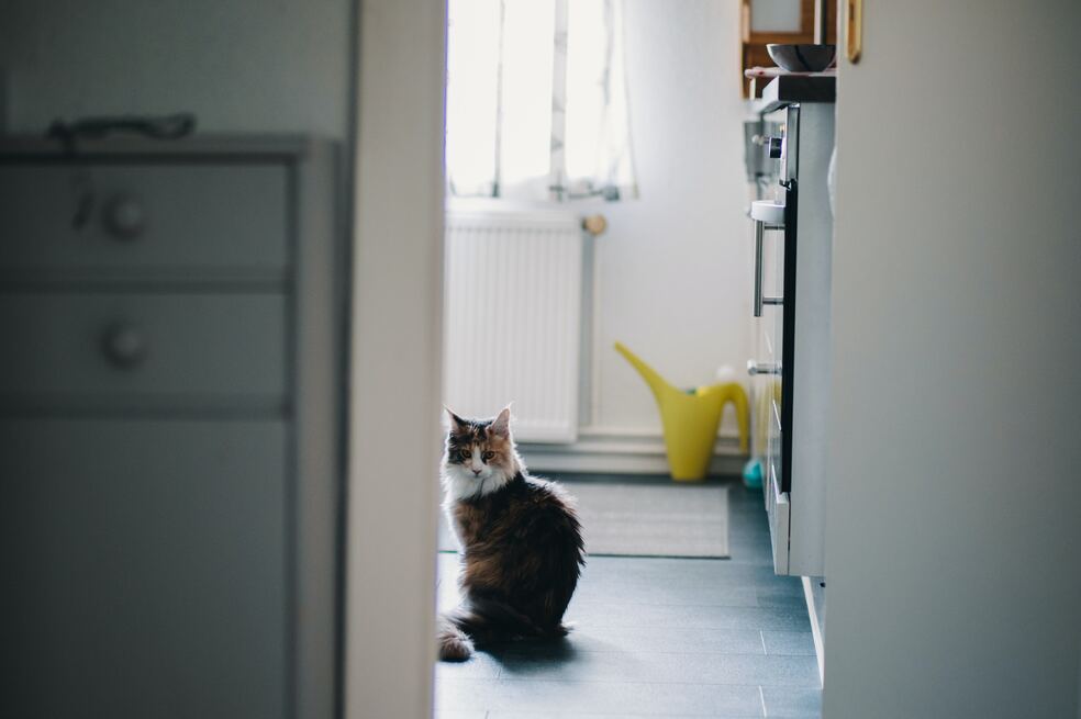 ¿Cómo saber si un gato tiene ganas de ir al baño?