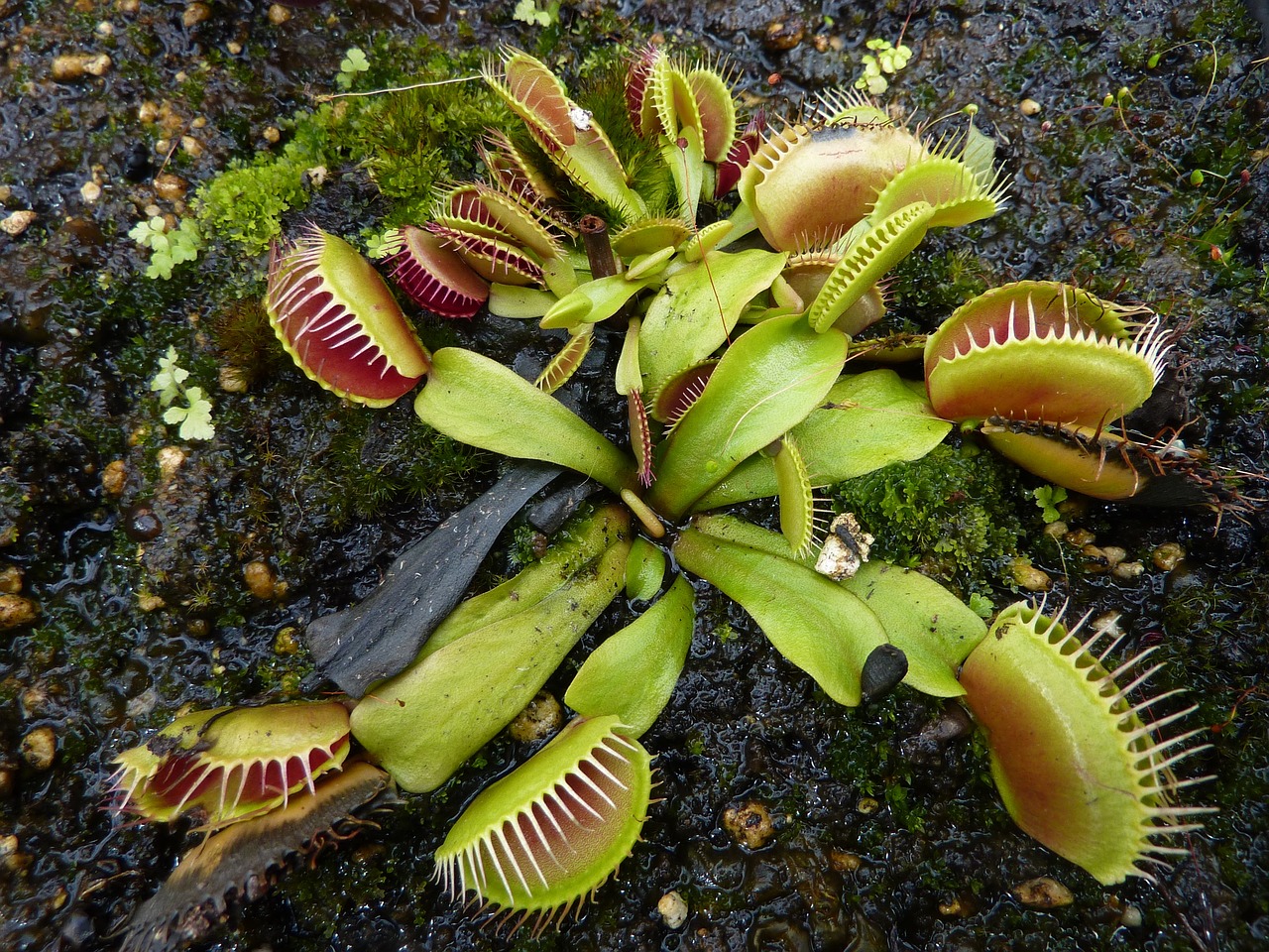 Luces, cámara y acción: historias de plantas carnívoras en el cine