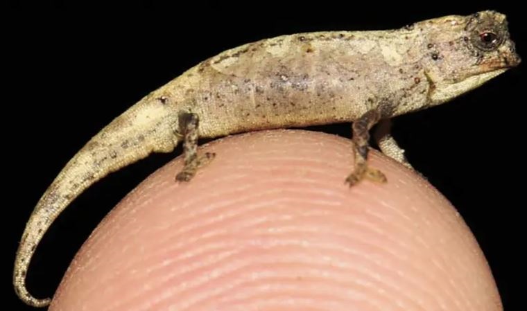 Descubren el que podría ser el reptil más pequeño del mundo: mide 13,5 milímetros