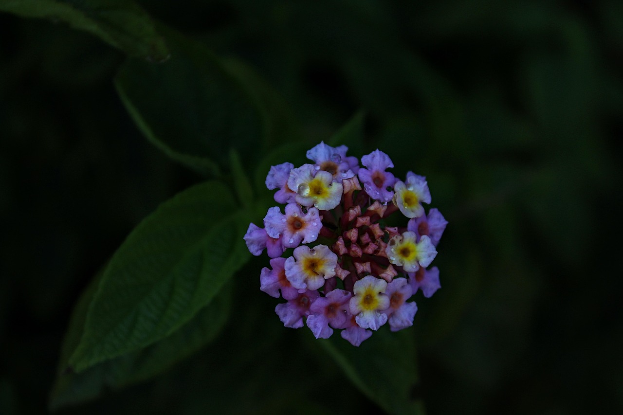 Phyla nodiflora, es una especie de planta con flor, que sirve como remplazo para el pasto.