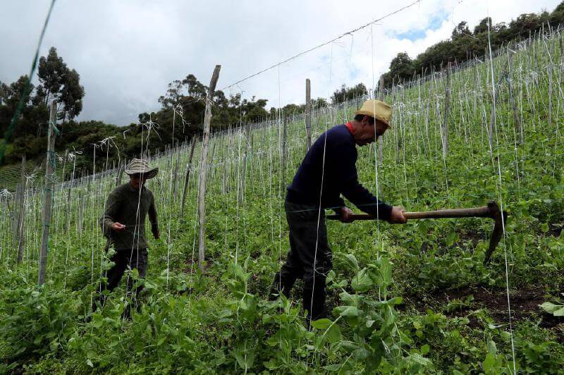Los subsidios de Finagro que se le salieron de control al ministerio de Agricultura