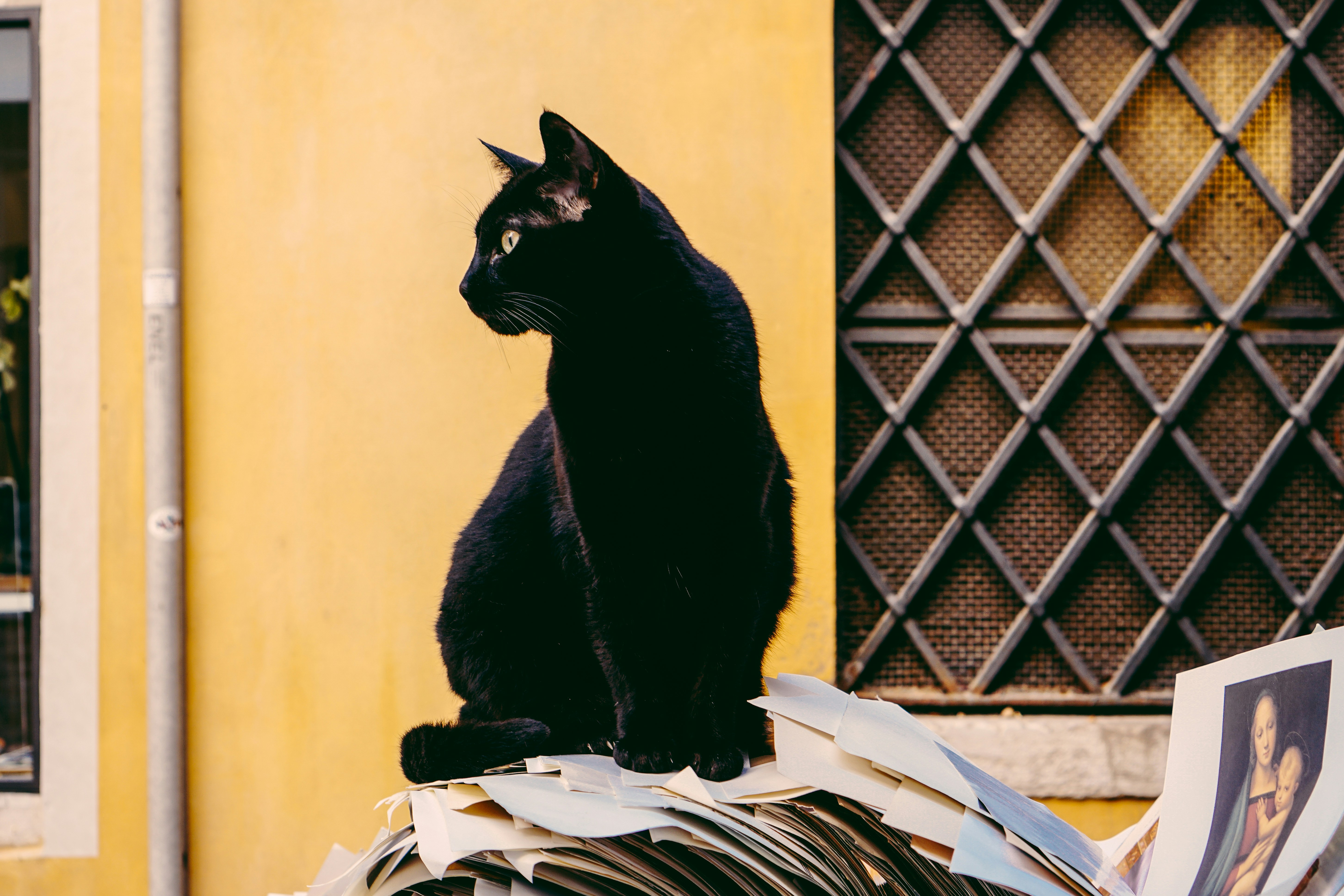¿A qué edad le salen canas a los gatos negros?