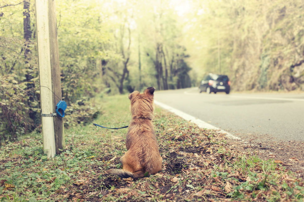 ¿Por qué tantas mascotas abandonadas?