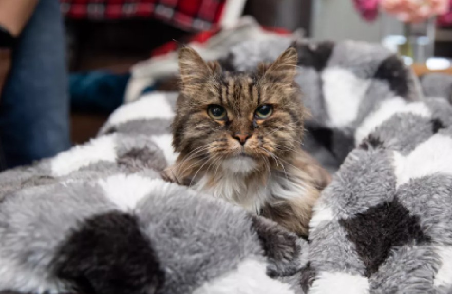 Gata sobrevive a caída mortal en un cañón y es adoptada por su rescatista