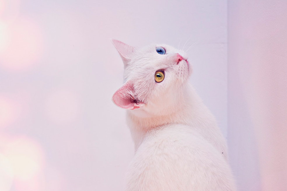 Gatos angora: características de esta raza y cuidados que debes tener