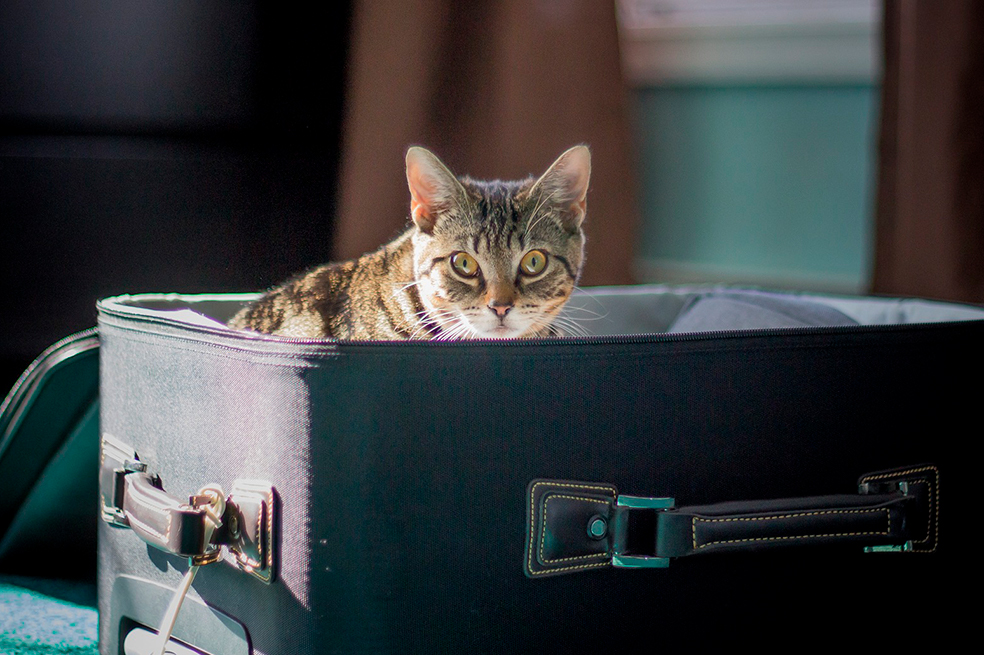 Ojo a estas recomendaciones si debes viajar con tu gato