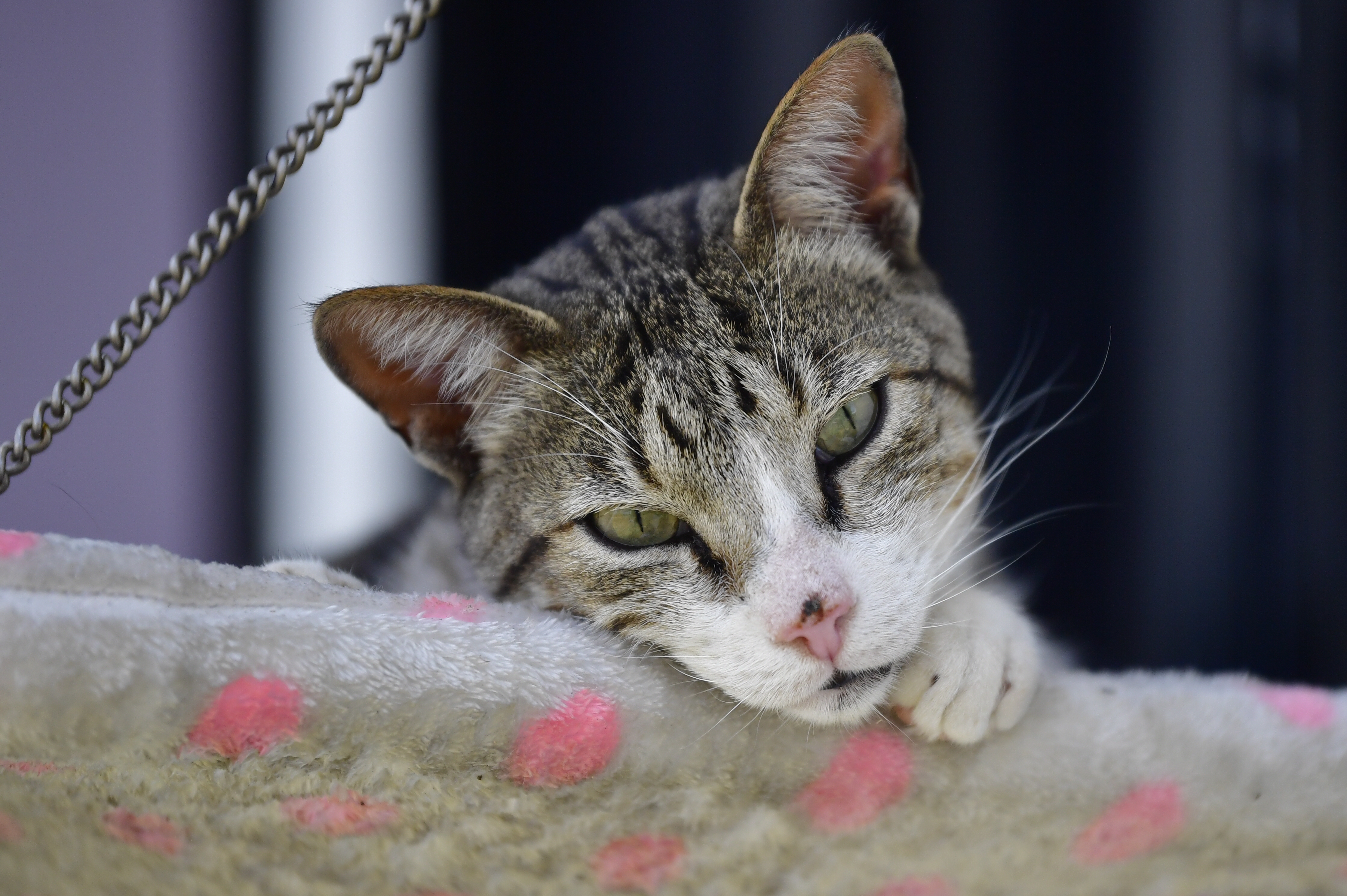 ¿Qué aportan los gatos a los humanos?