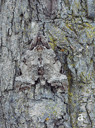 Algunas especies, como la Pseudosphinx tetrio, han evolucionado para tener patrones de color en sus escamas que les permiten camuflarse.