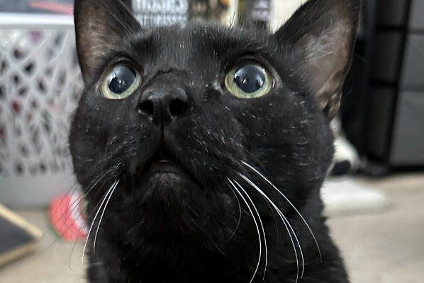 Nadie quería adoptar al gato negro, pero una familia le dio una oportunidad